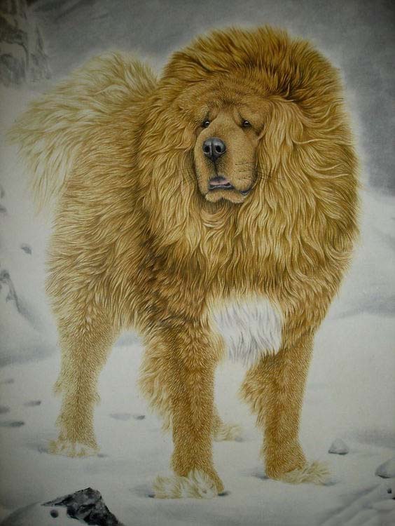 藏獒画