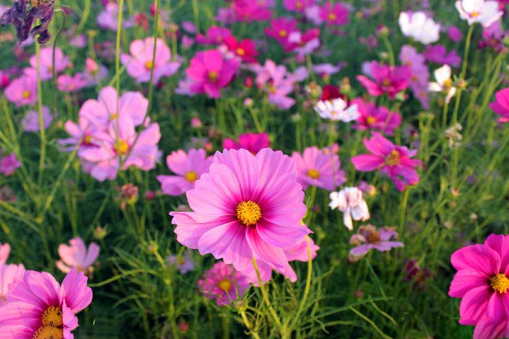 波斯菊格桑花
