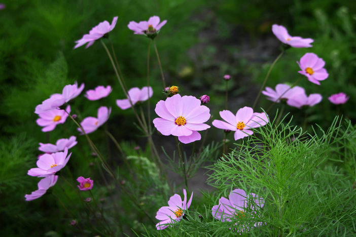 波斯菊格桑花