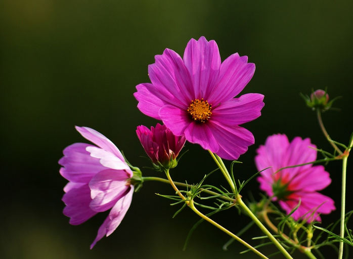 波斯菊花语象征着什么(波斯菊花语象征着什么含义)