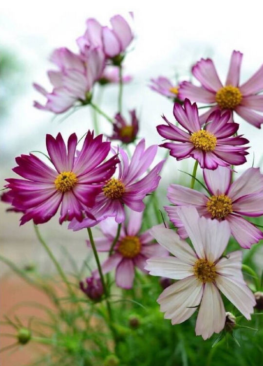 波斯菊格桑花