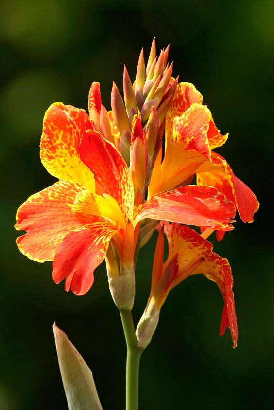 rose【美人蕉花】(6335)