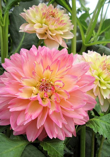 rose【大丽花颜】(6429) - rose的日志 - 网易博客