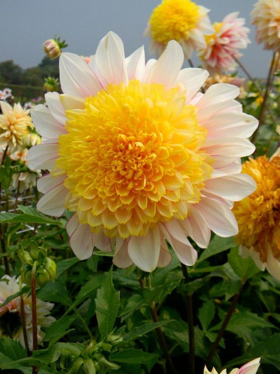 rose【大丽花颜】(6429) - rose的日志 - 网易博客