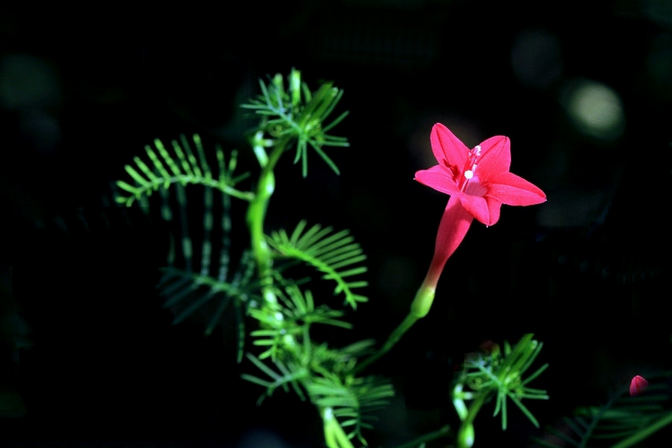 茑萝花