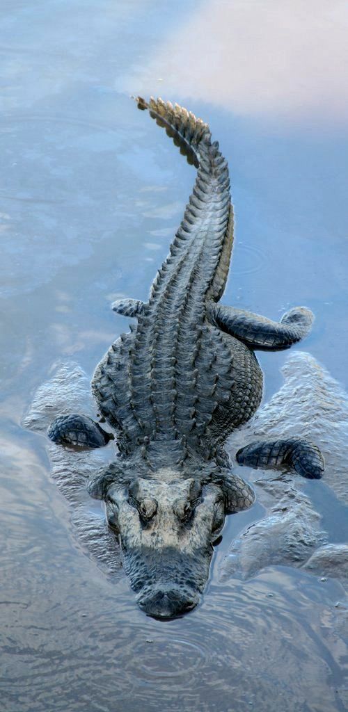鳄鱼