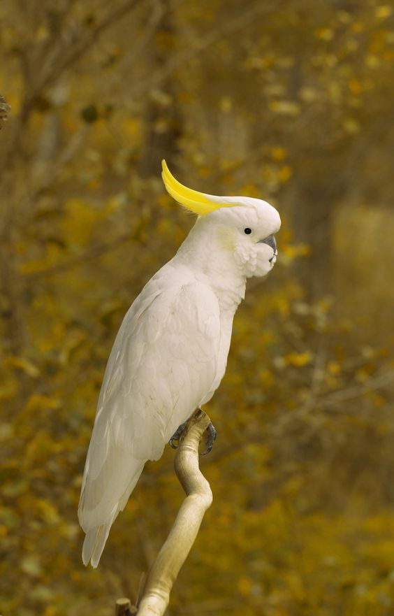 葵花鳳頭鸚鵡