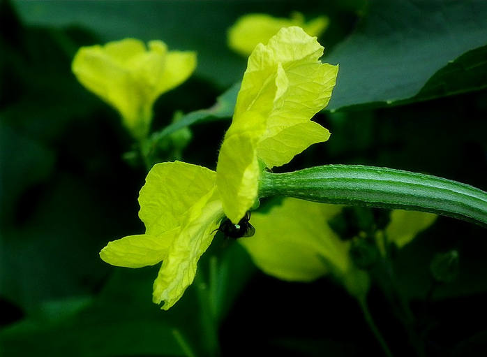 丝瓜花