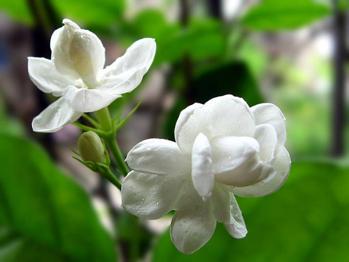 清新淡雅 茉莉花