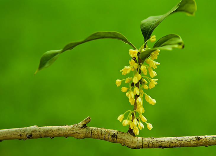 桂花花语及寓意(桂花花语及寓意传说)