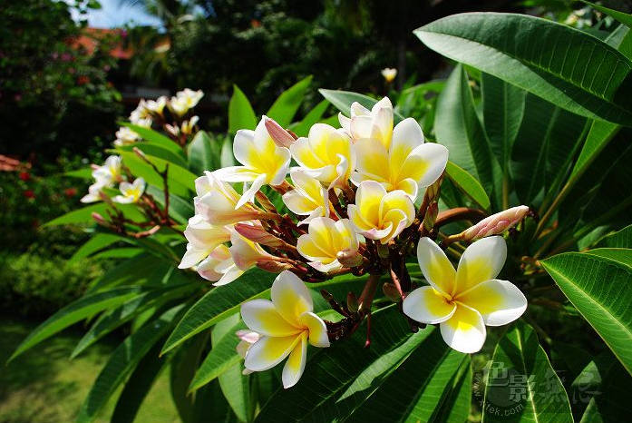 雞蛋花花語:孕育希望,復活,新生.