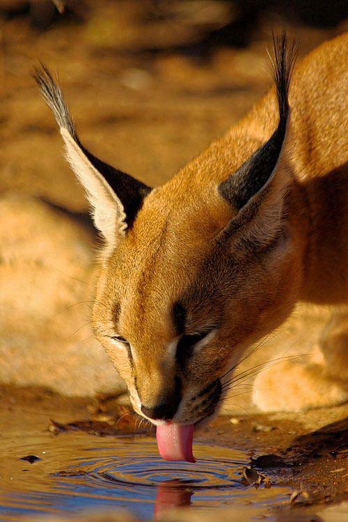 狞猫,猞猁,薮猫(第2页)_大山谷图库