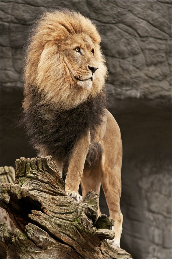 乌干达狮图片