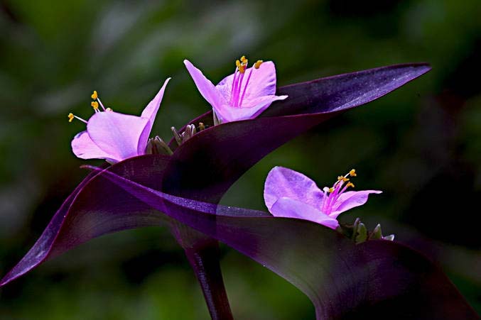 紫竹梅紫叶鸭跖草
