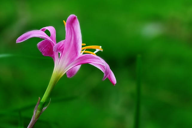 风雨花(韭兰)