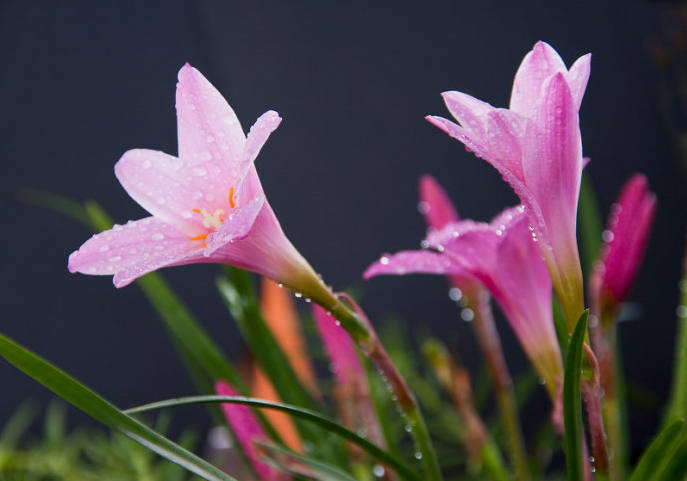 风雨花真实图片