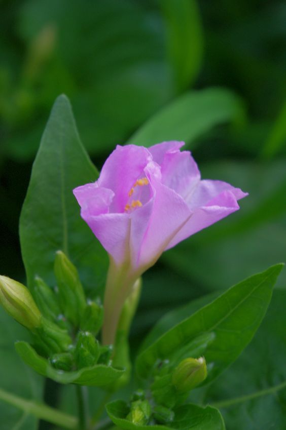 胭脂花紫茉莉