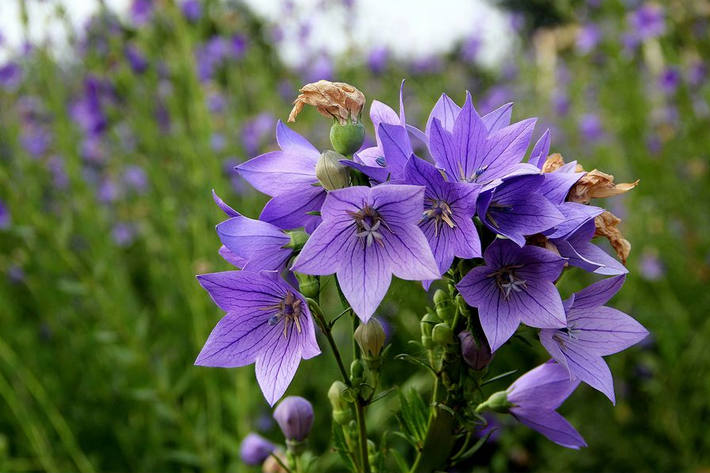 桔梗(platycodon grandiflorus),别名包袱花,铃铛花,僧帽花,是多年生
