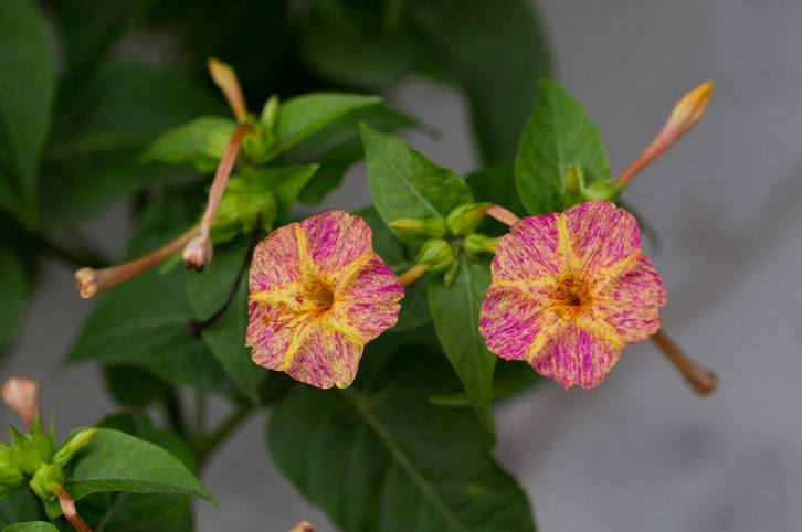 胭脂花紫茉莉