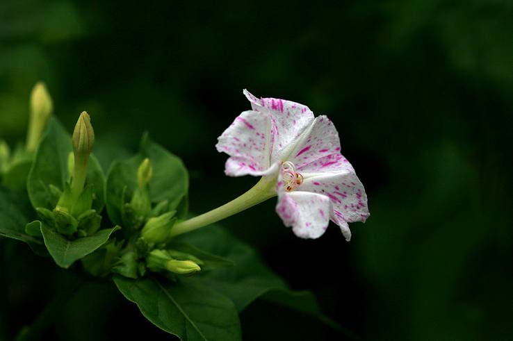 胭脂花紫茉莉