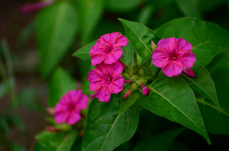 胭脂花紫茉莉