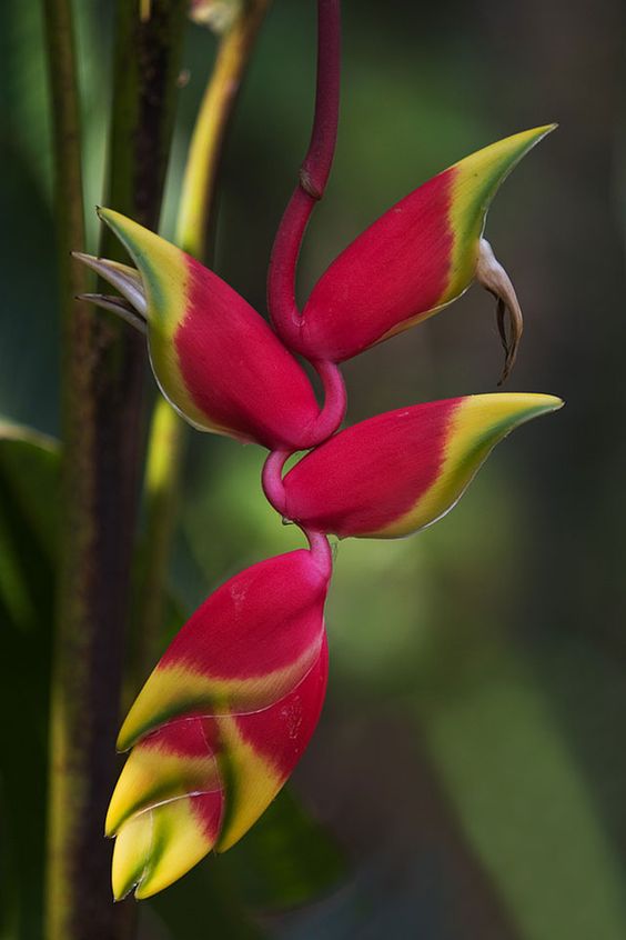 布置,又可作盆栽观赏,更是上等的鲜切花材料,在热带地区可全年生长