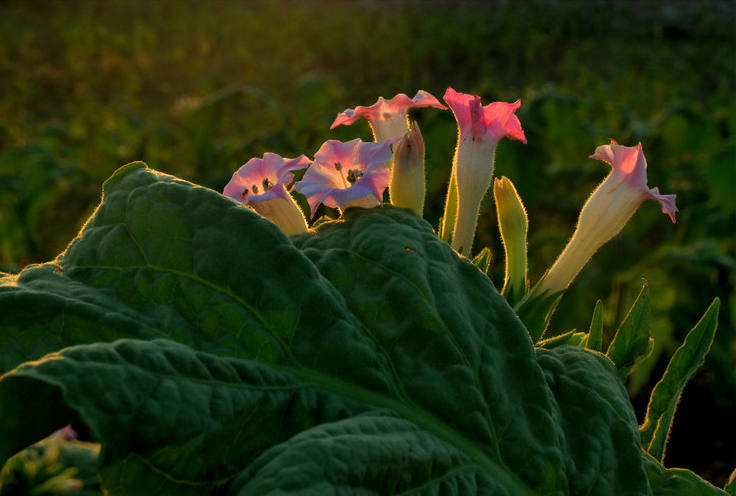 菸草花