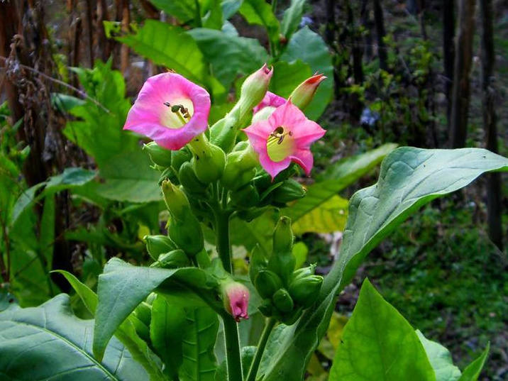 菸草花 — 給面小站