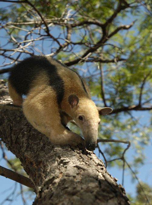 食蚁兽(拉丁学名:myrmecophagidae),哺乳动物,仅3属4种,分布于美洲.