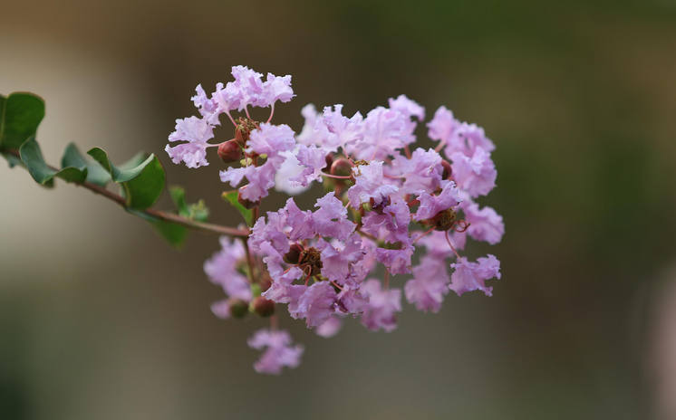 紫薇花