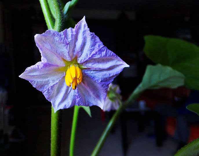 给面小站 赏图汇