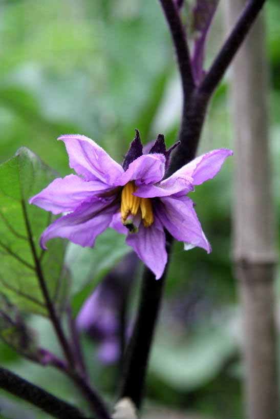 平淡茄子花