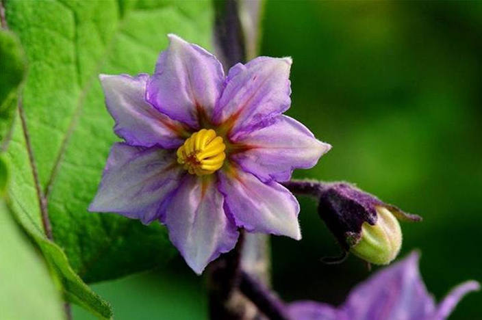 平淡茄子花