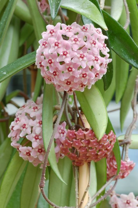 r br,又名:马骝解,狗舌藤,铁脚板等,属捩花目萝藦科球兰属植物.