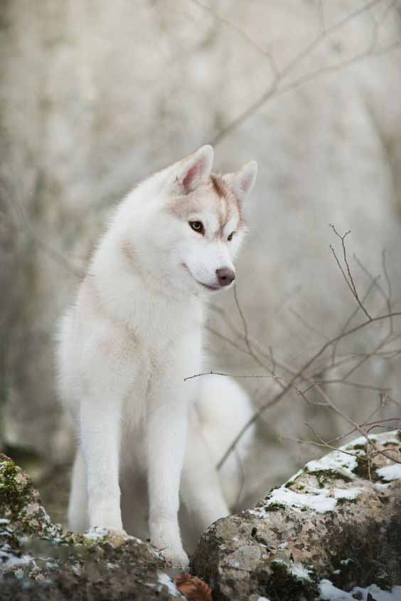 塞佩莱西伯利亚雪橇犬图片