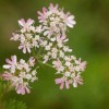 香菜花