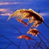芦苇风彩