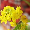 白菜花