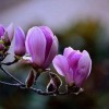 玉兰花花