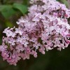 丁香花