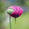罂粟花
