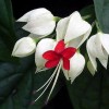 龙吐珠花
