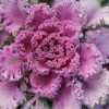 羽衣甘蓝 花颜