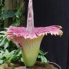 巨魔芋（尸花）